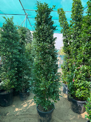 Ficus Nitida