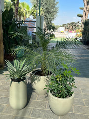 🌿 Premium Outdoor Plant Bundle – Set of 3 🌿