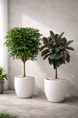 Rubber Plant & Chamaedorea Bundle in White Ceramic Pot 140 to 150 cm
