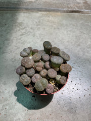 Lithops