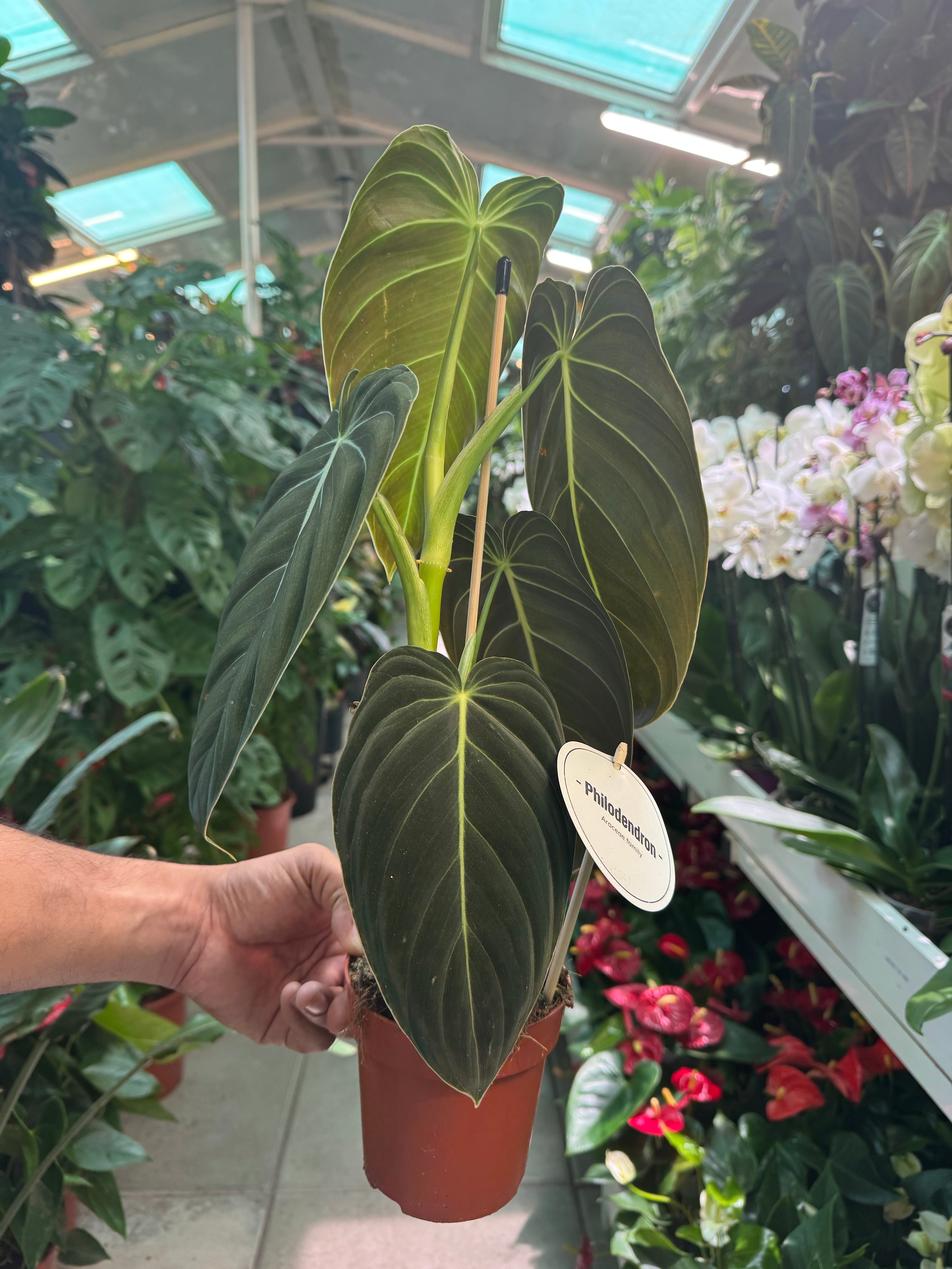 Philodendron Melanochrysum