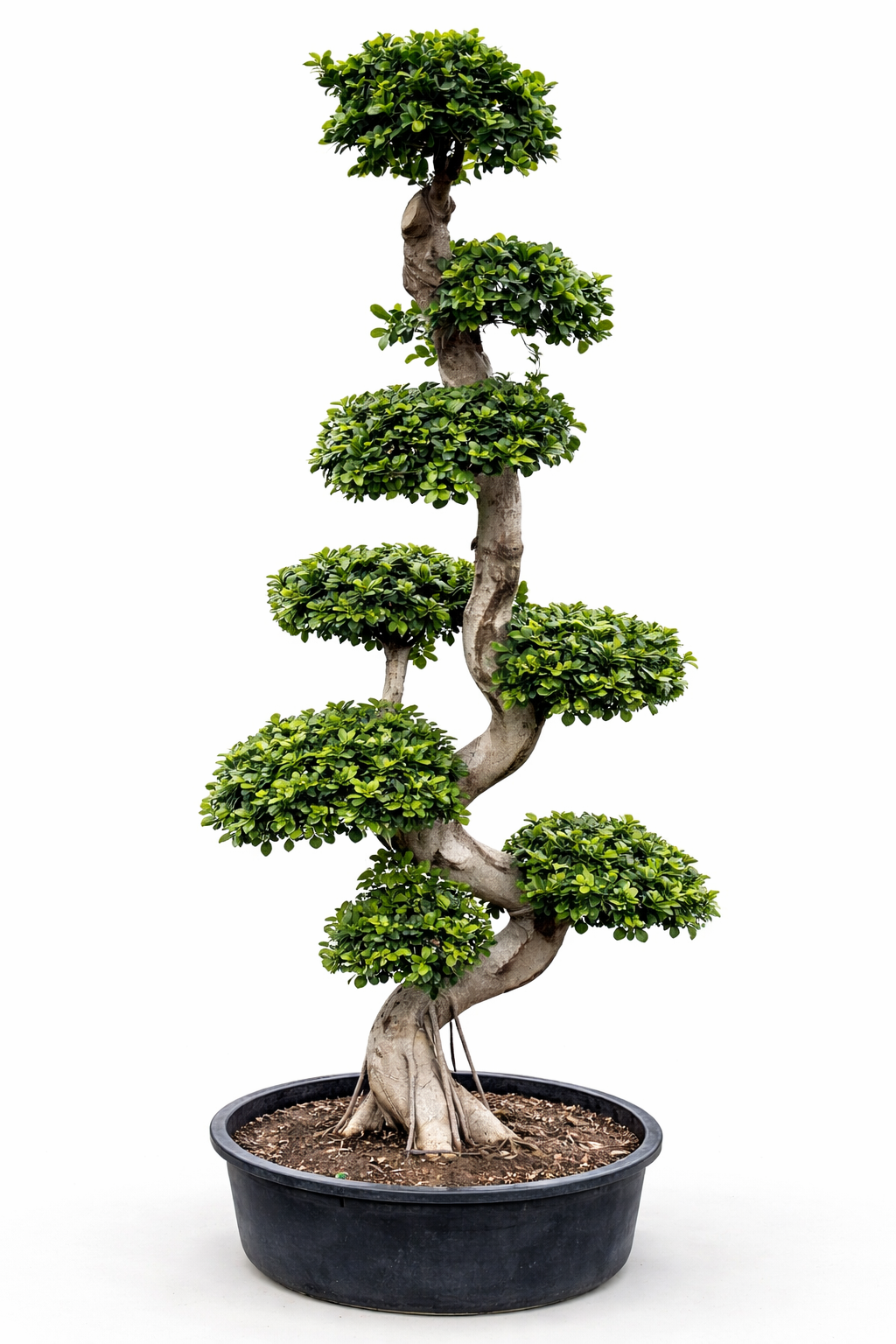 S-Shape Bonsai – 200 cm