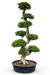 S-Shape Bonsai – 200 cm