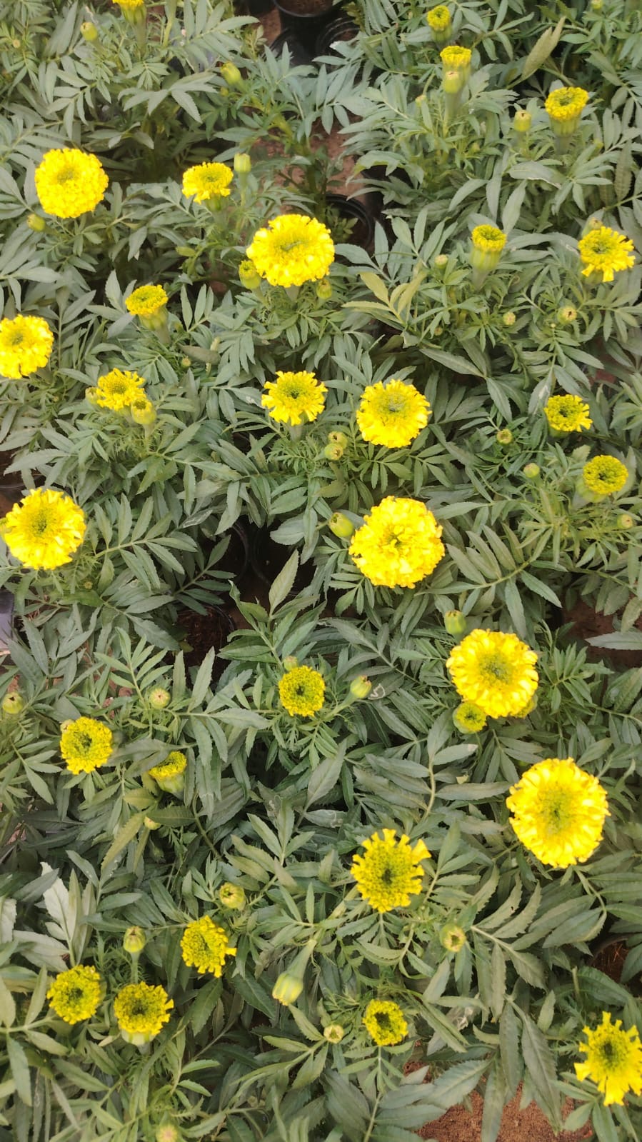 Marigold Flower Box – 30pcs Mixed Colours