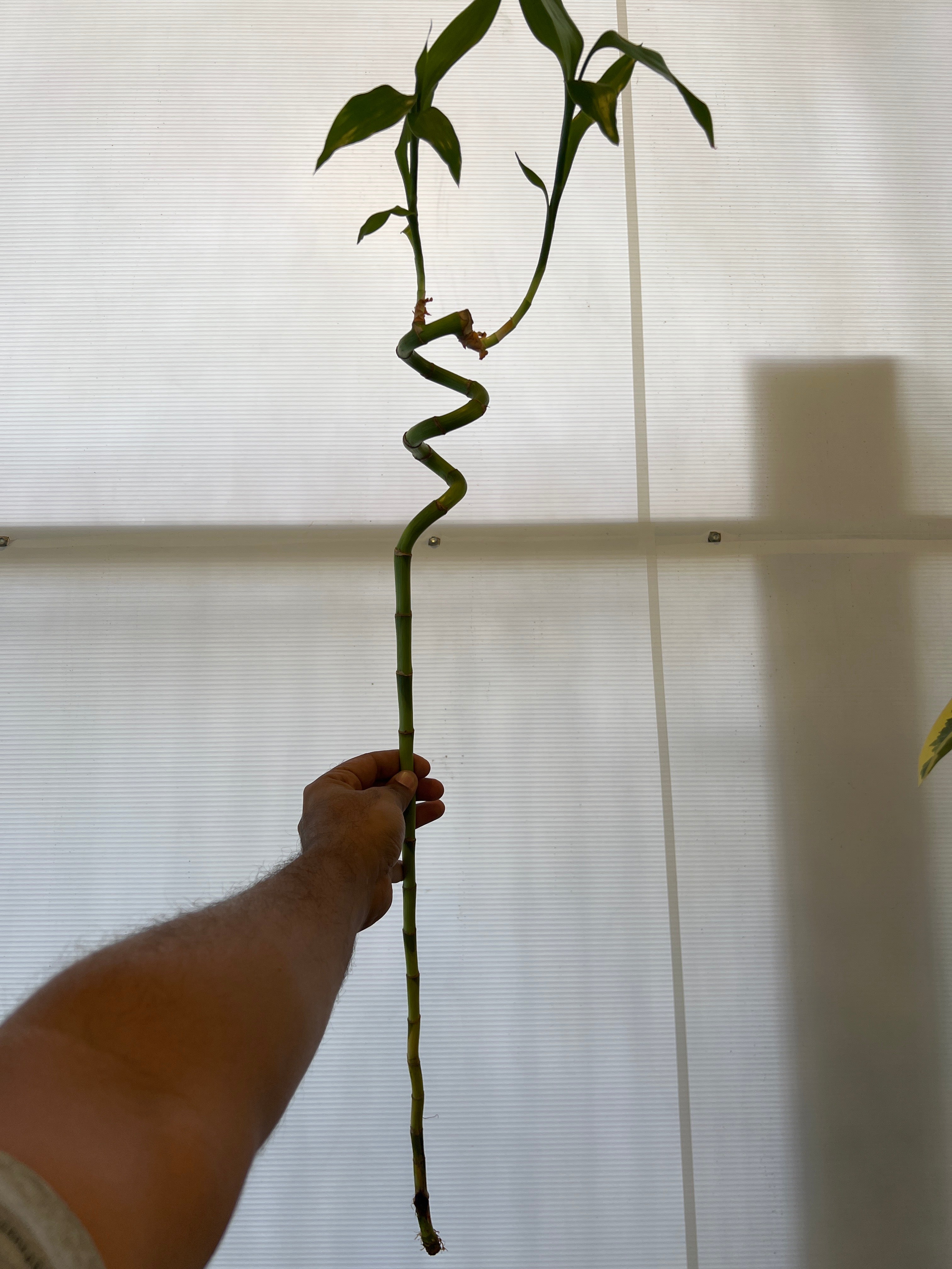 Dracaena sanderiana (Lucky Bamboo)