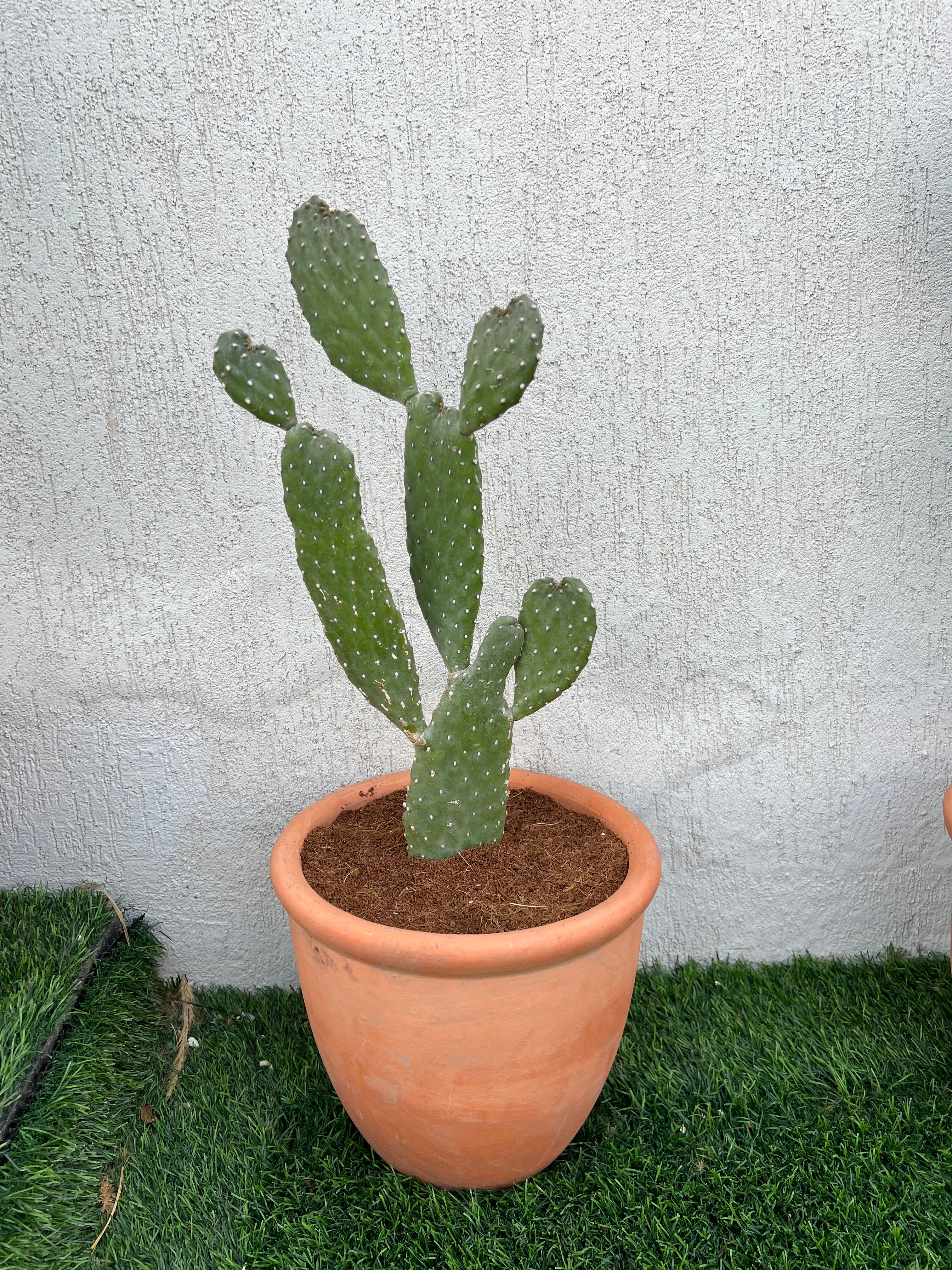 Bunny Cactus with Terracotta Pot + FREE Cactus nursery pot