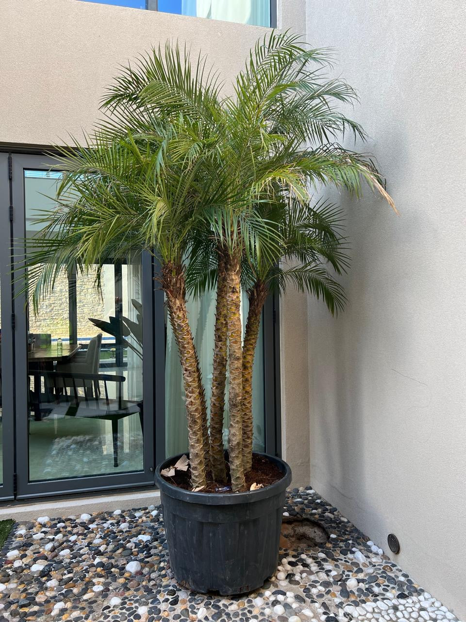 Phoenix Palm – 5PP | 2.4 Meter (240 cm) | Ponnix Farm