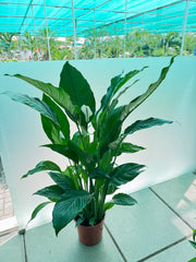 Spathiphyllum Holland – 120 cm (Peace Lily)