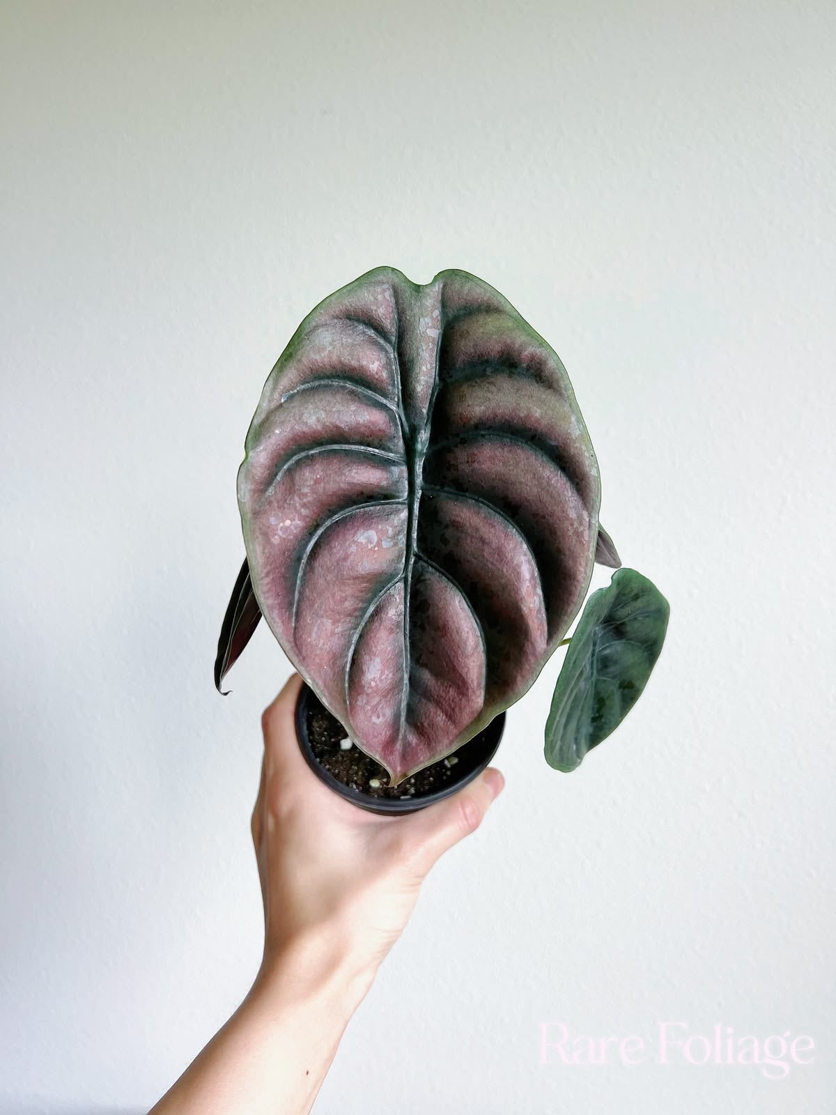 Alocasia cuprea