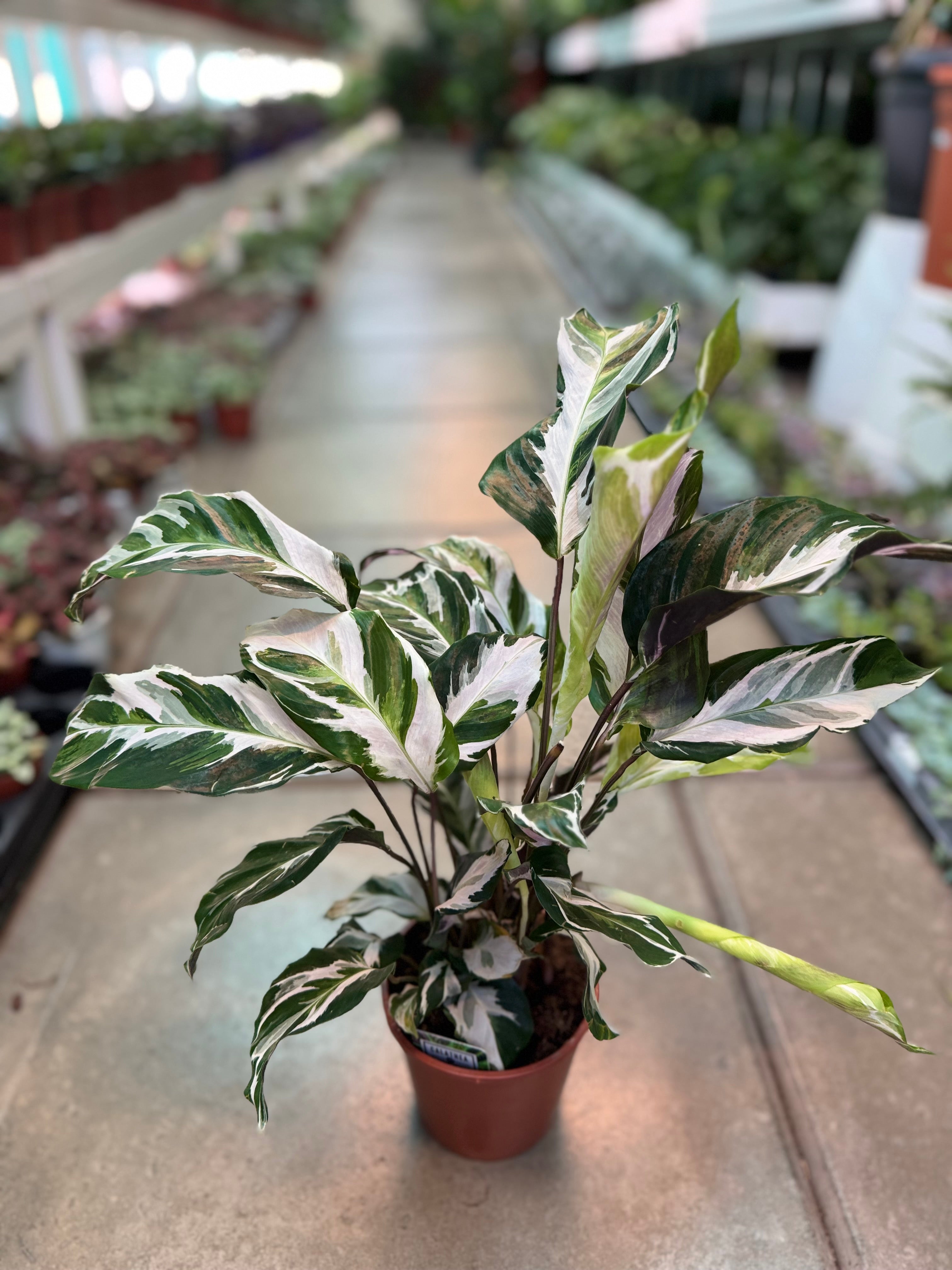calathea white fusion