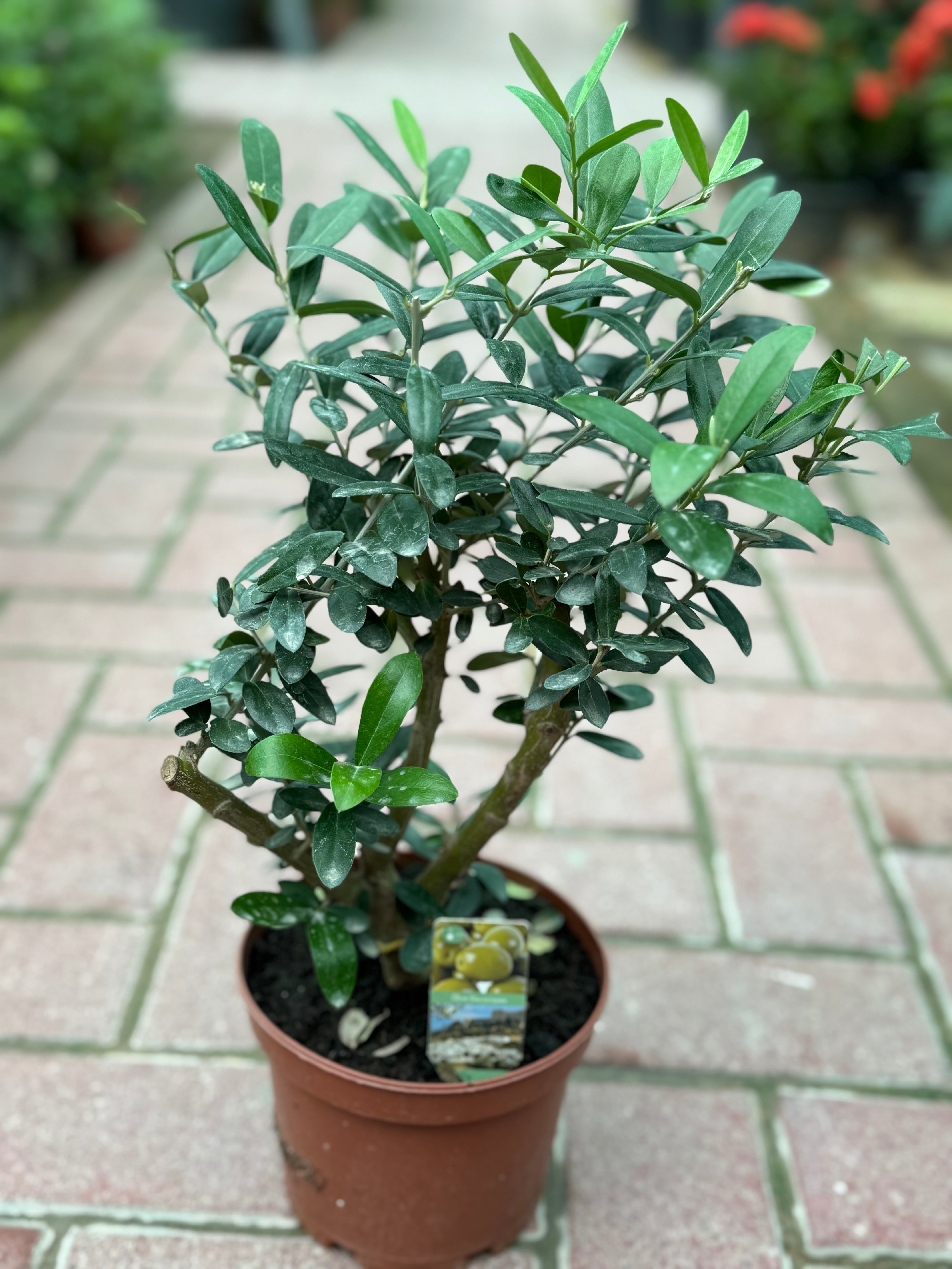 Dwarf Olive Plant – 35 cm (Nursery Pot)