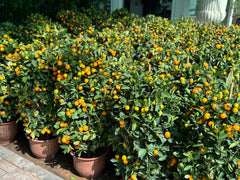 Citrus Lime in Ceramic Pot in UAE