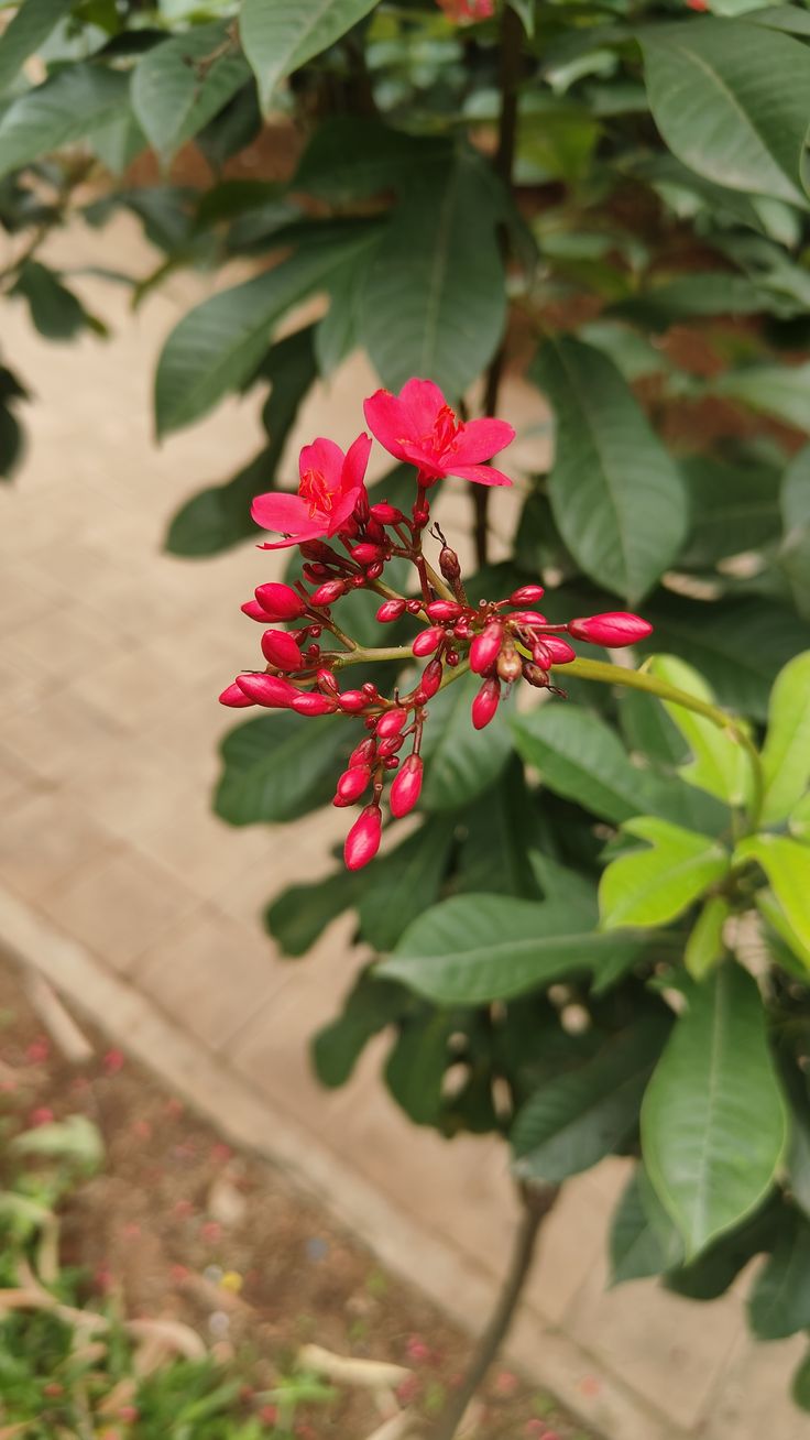 Jatropha Plant (Jatropha curcas)