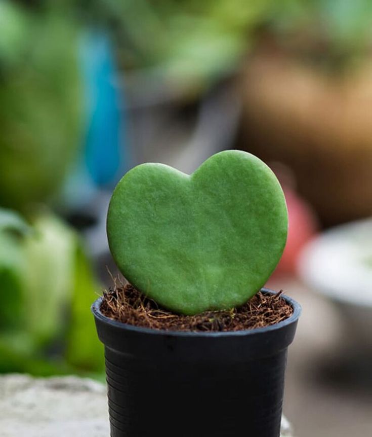 Hoya Kerrii – Two Hearts