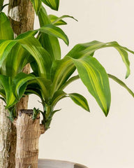 Dracaena Massangeana