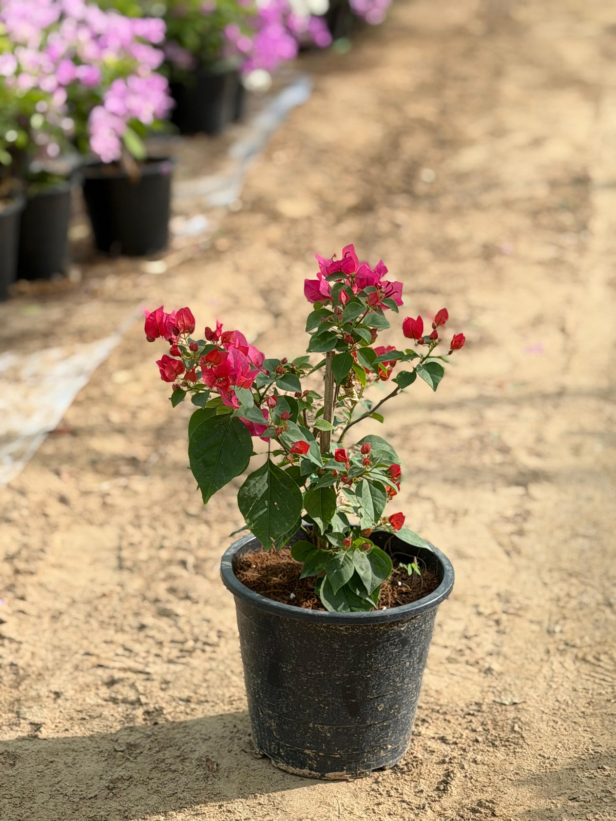 Bougainvillea Mix Color