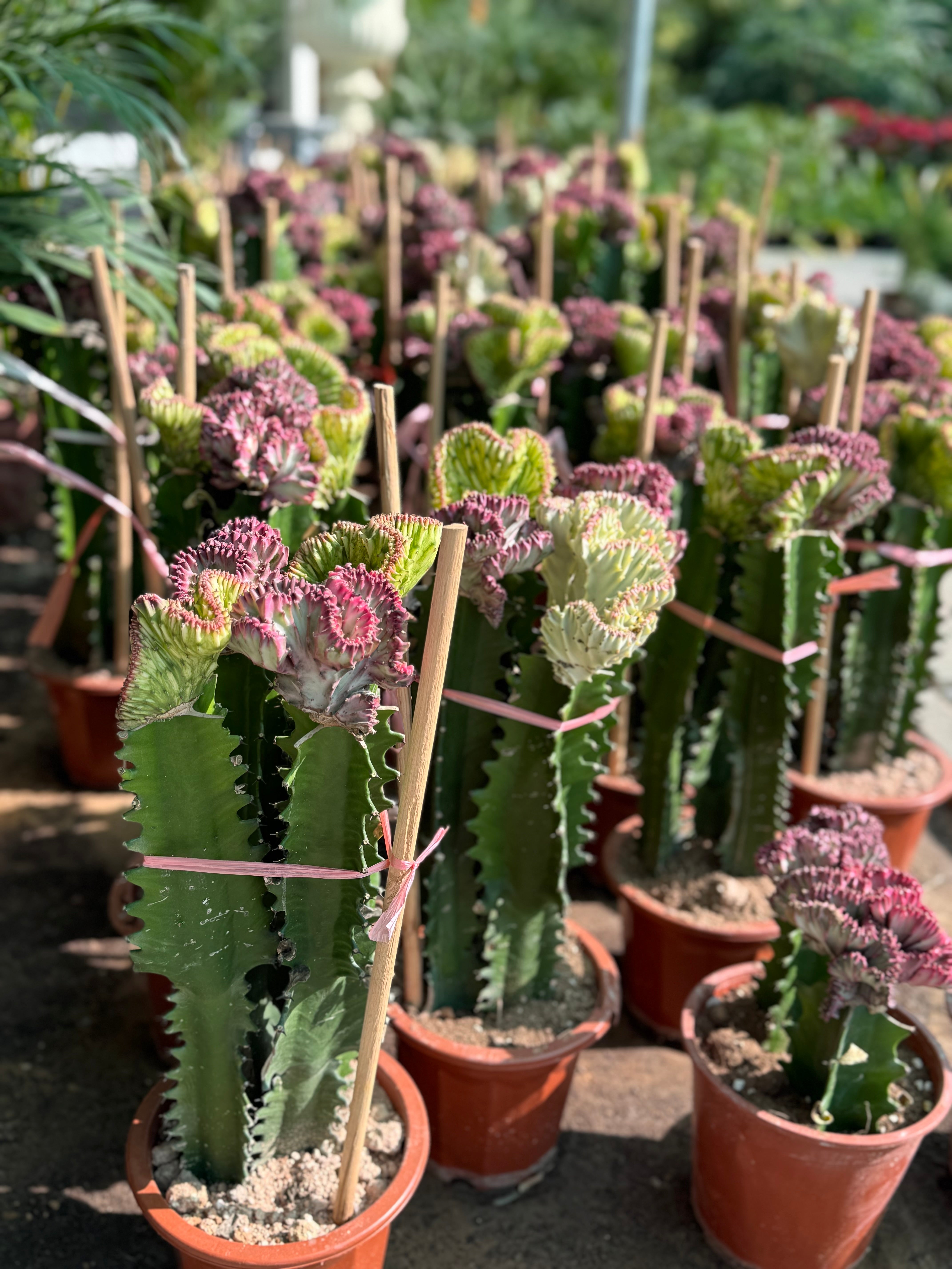Cactus 40 cm – Unique Crested Beauty (Nursery Pot)