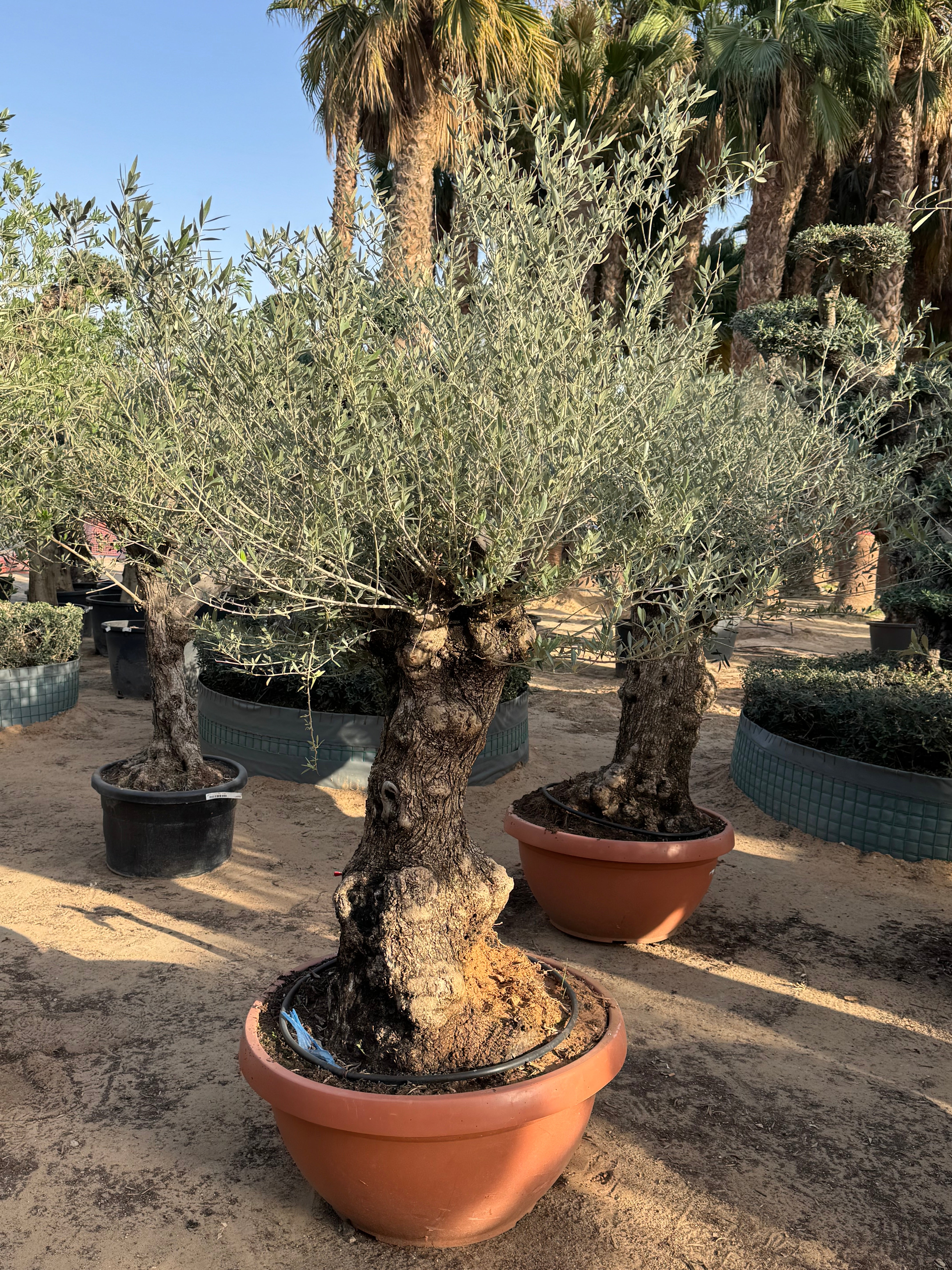 Olive Tree – Old Trunk | Height 180–200 cm
