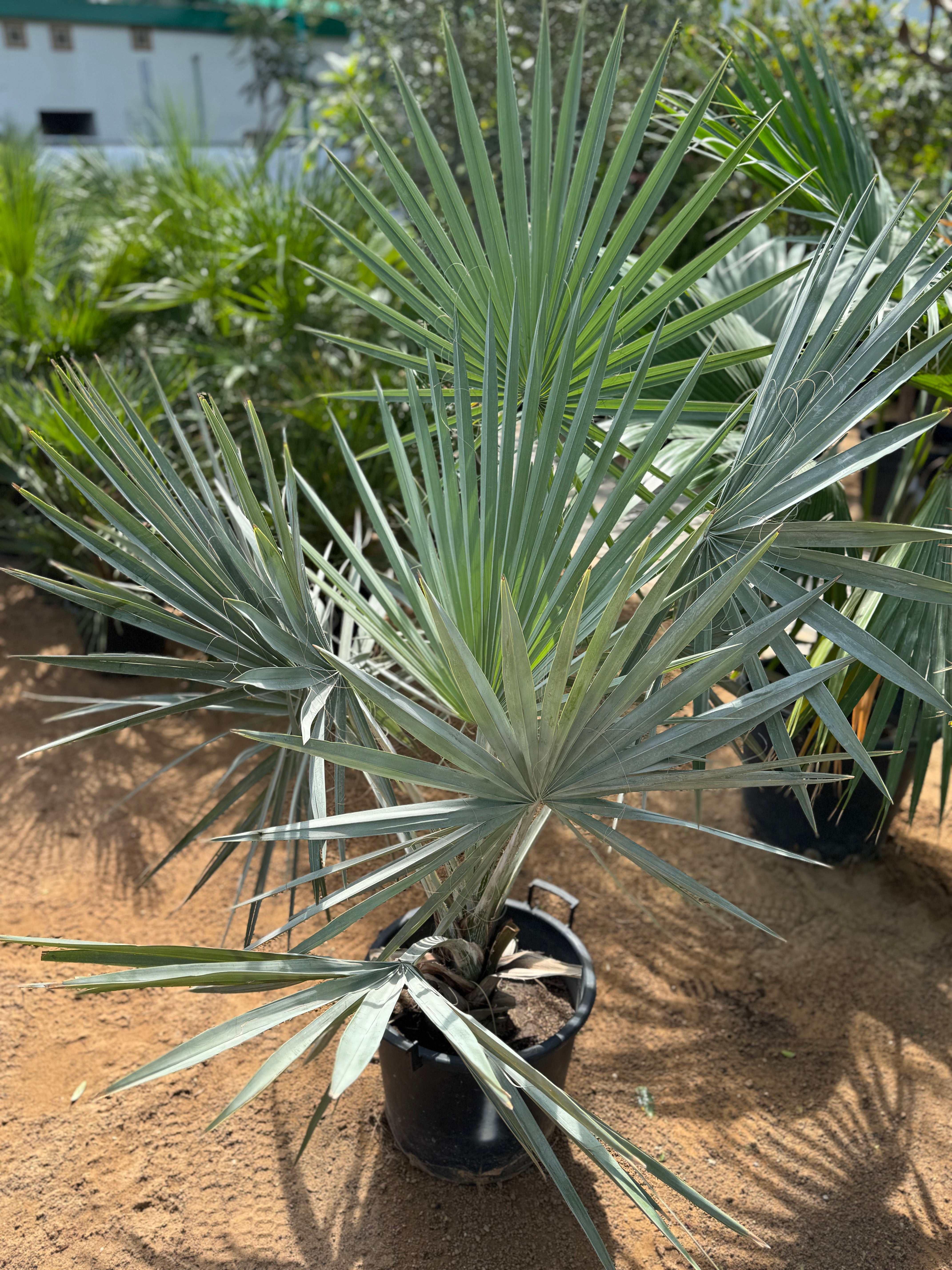 Blue Fan Palm (Bismarckia nobilis) – Premium Silver Landscape Palm 200 cm