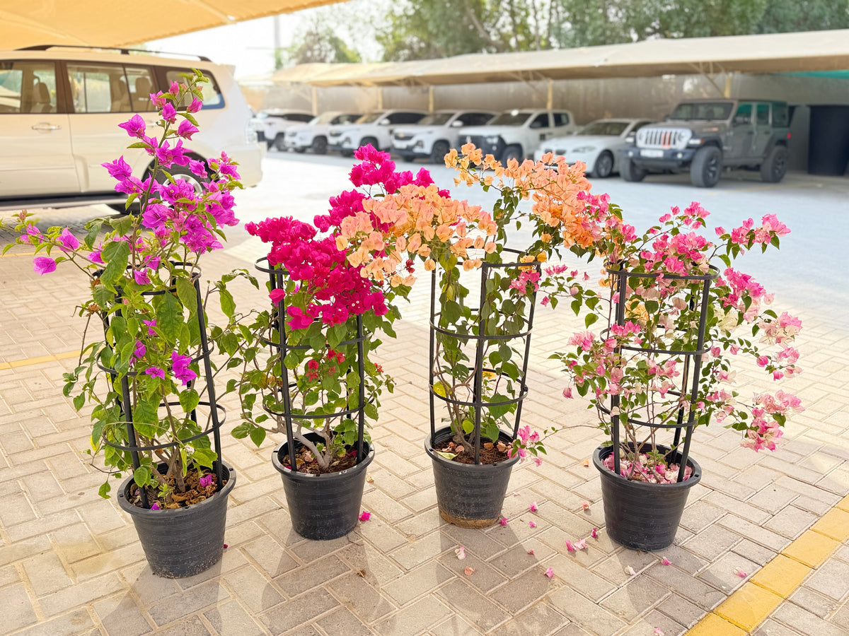 Bougainvillea Colorful Bundle – 4 Plants with Support Frame