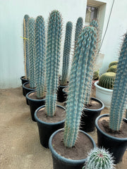 White Cactus – 140 CM | Bold. Elegant. Modern.