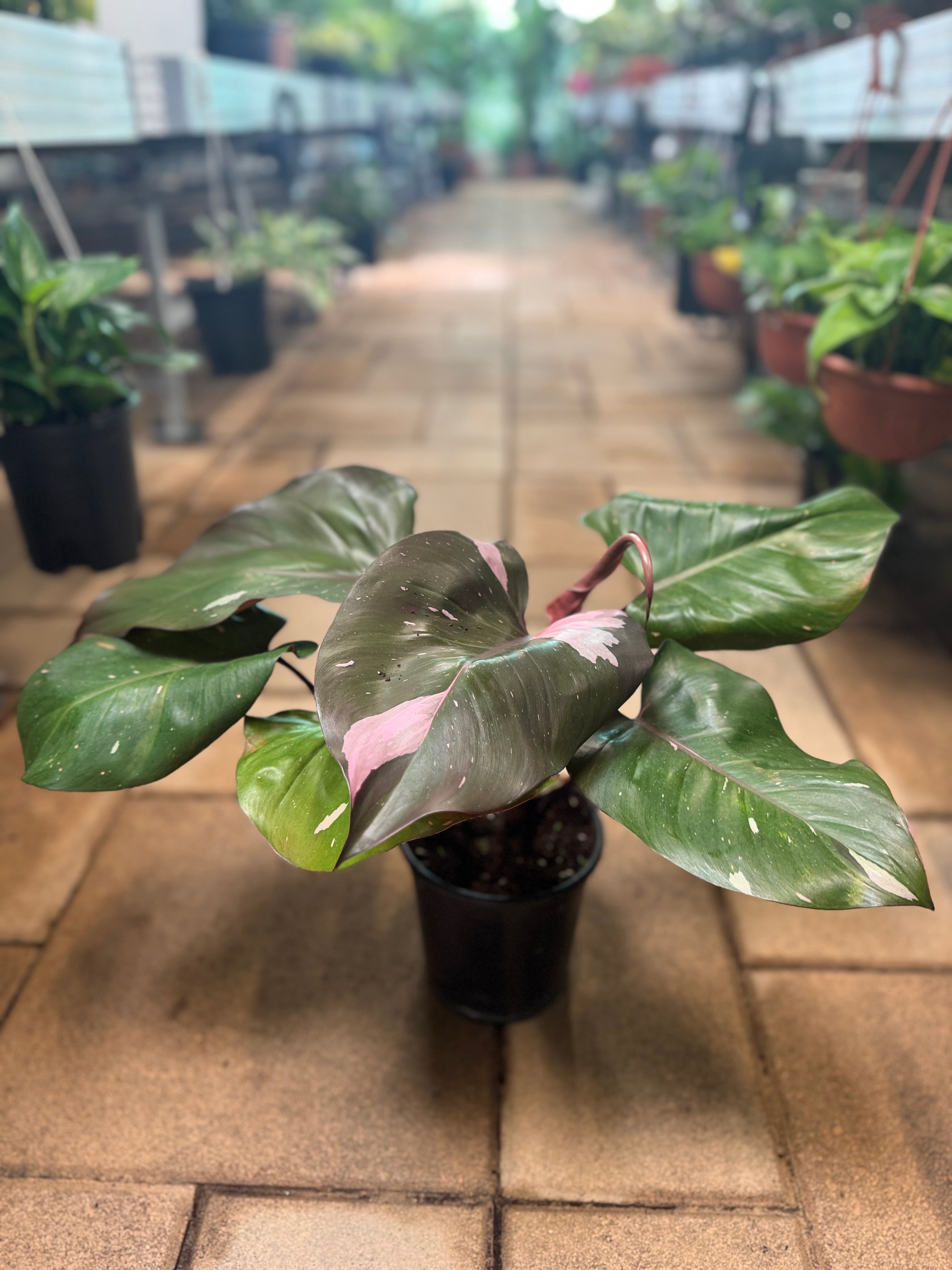 Philodendron pink Princess
