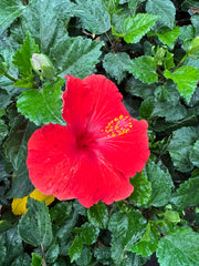 Hibiscus Plant with Nursery Pot 40 to 50 cm