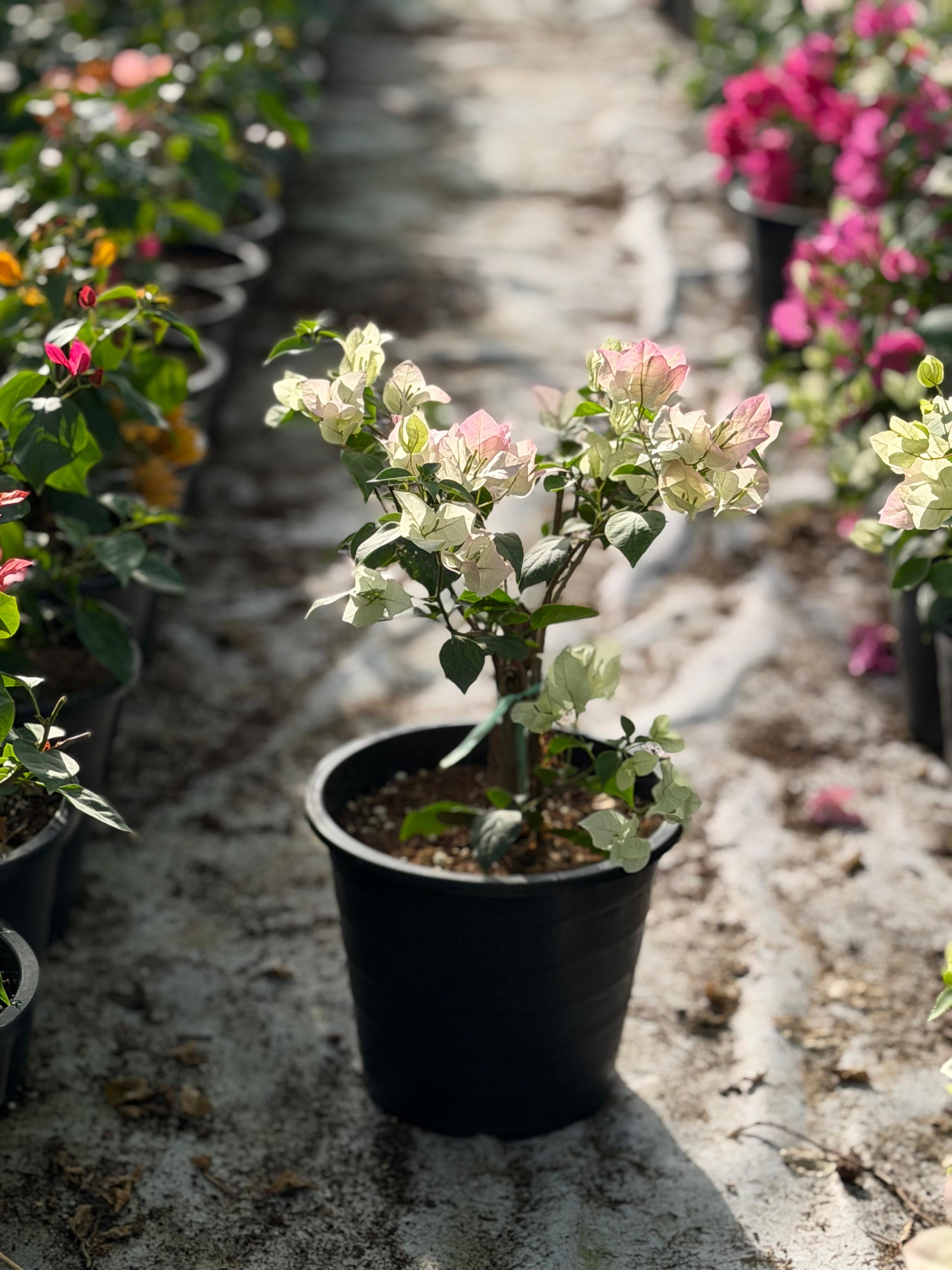 Bougainvillea Mix Color
