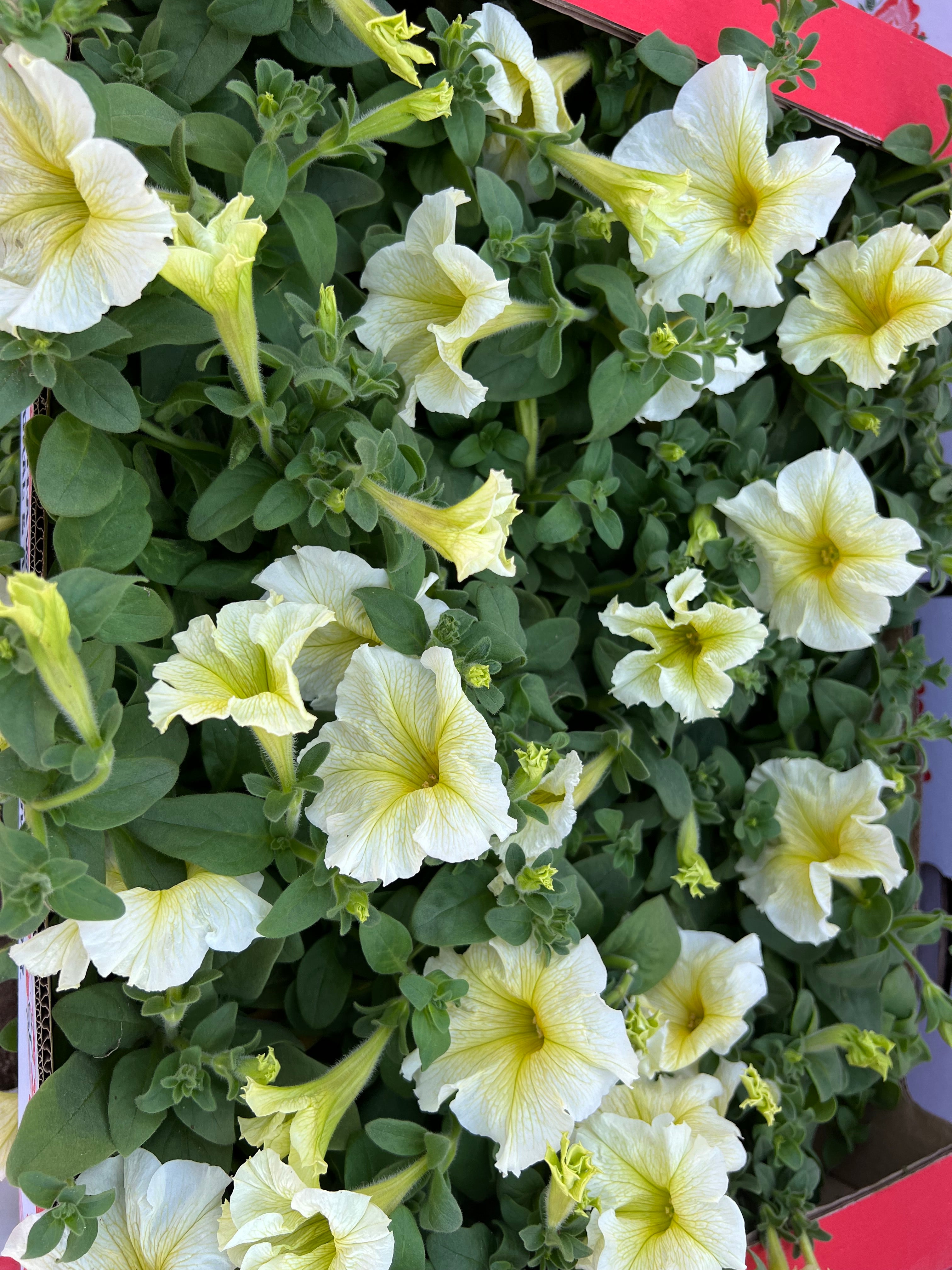 petunia flower Box of 30pcs Mix