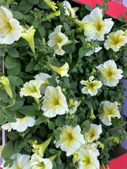 petunia flower Box of 30pcs Mix