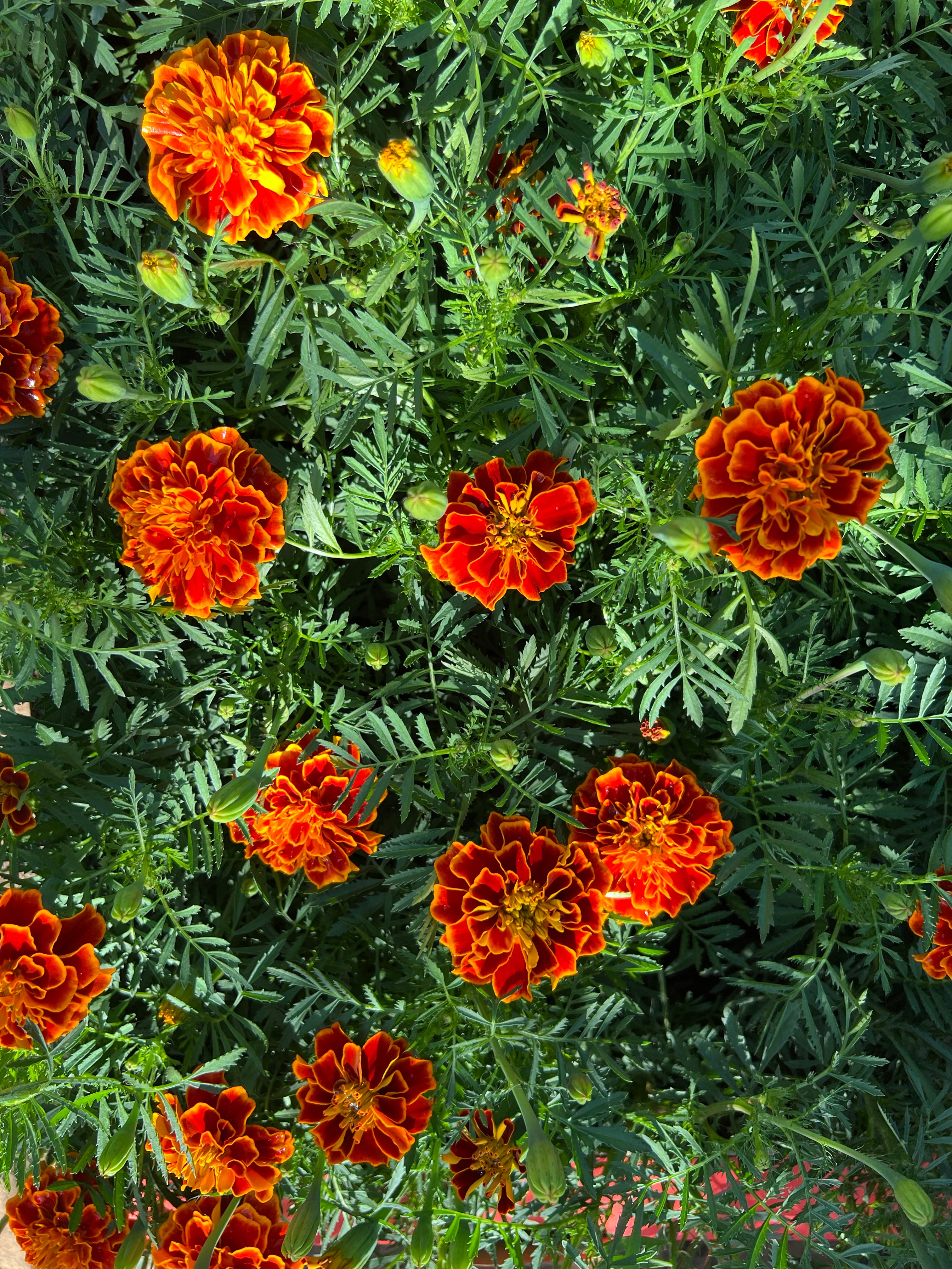 Marigold Flower Box – 30pcs Mixed Colours