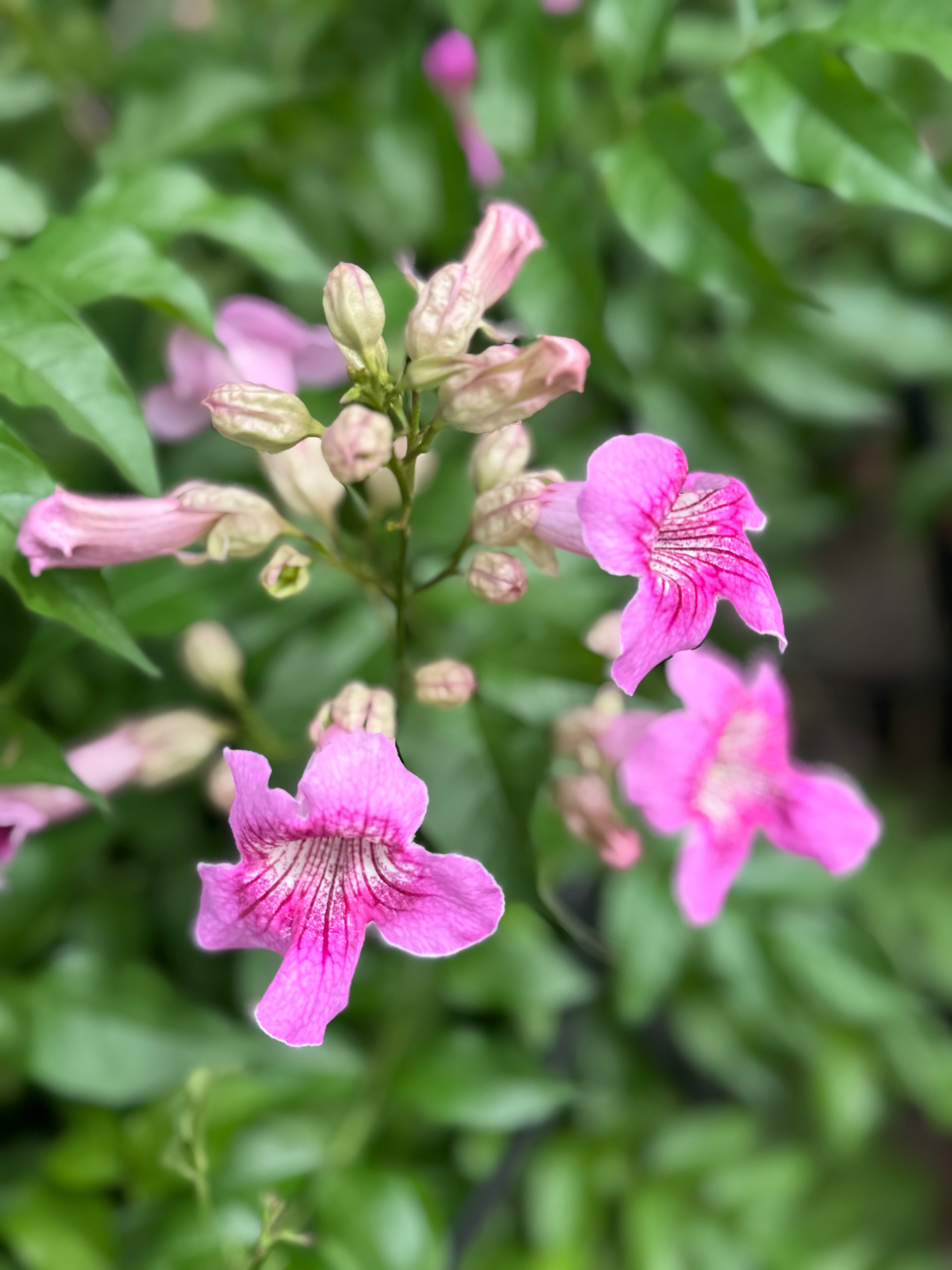 Pink Tecoma – 150 cm with Nursery Pot