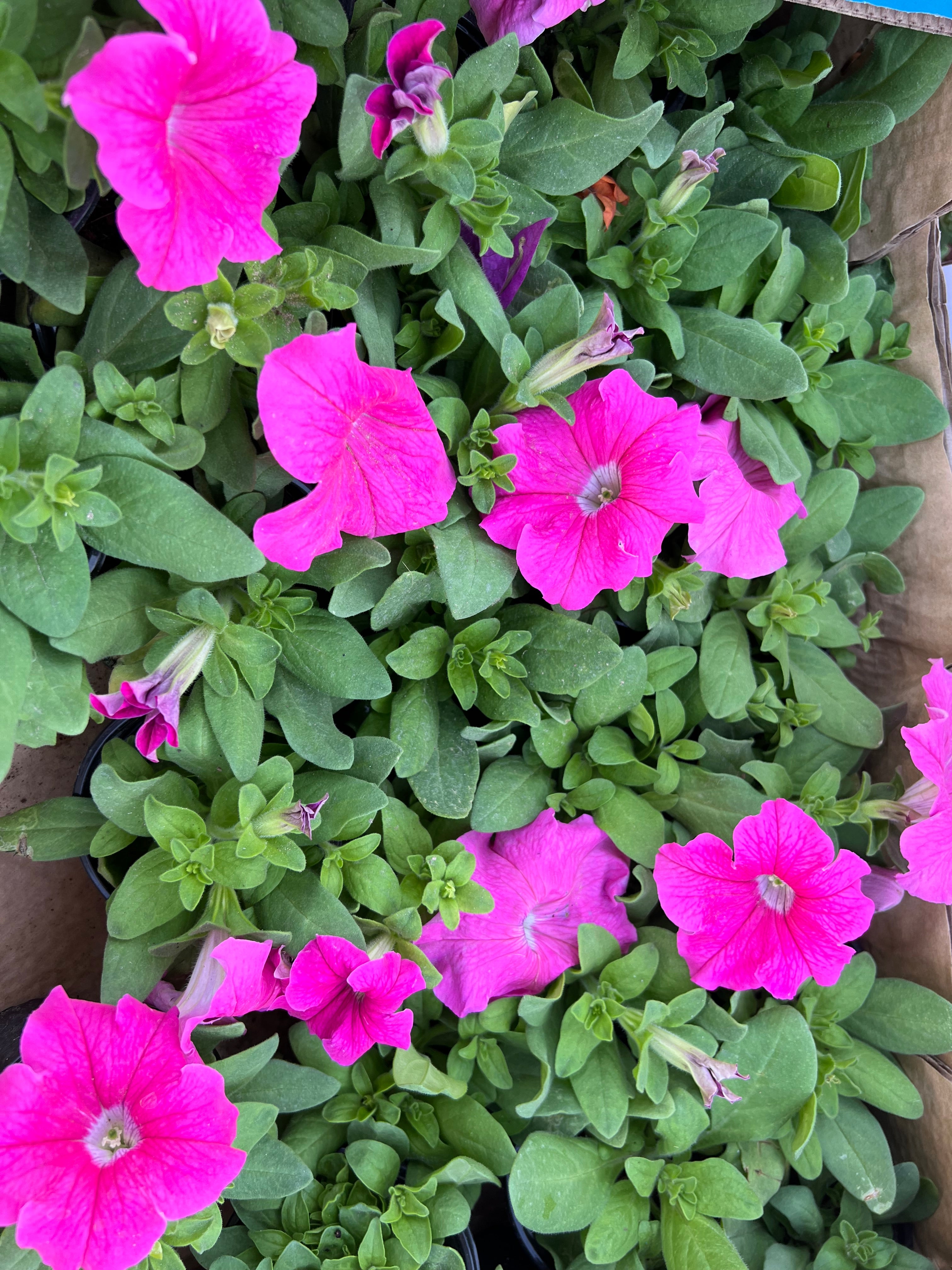 petunia flower Box of 30pcs Mix