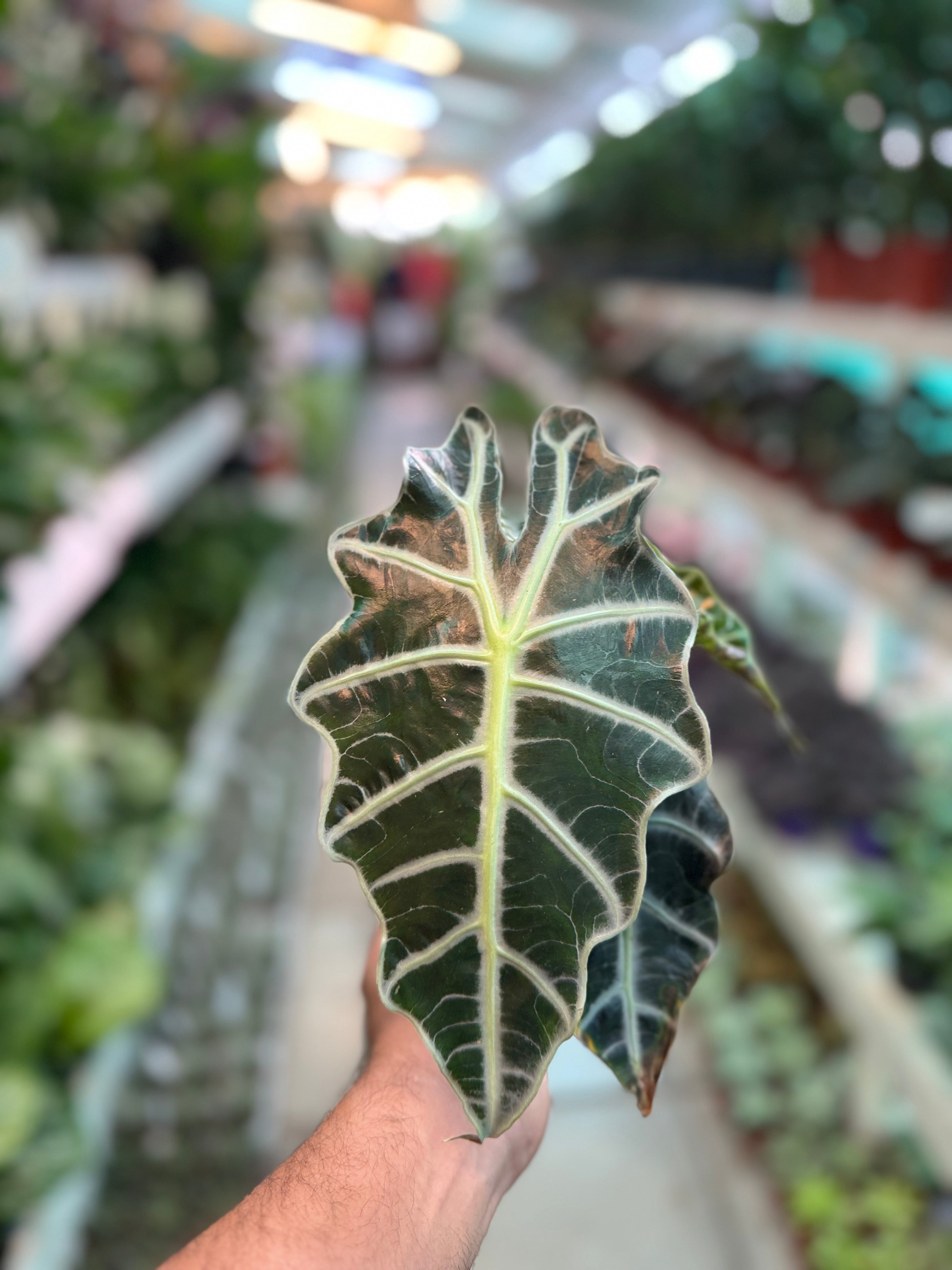 Alocasia Polly