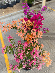 Bougainvillea Colorful Bundle – 4 Plants with Support Frame