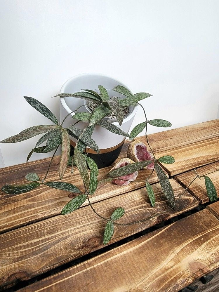 Hoya Sigillatis