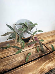 Hoya Sigillatis