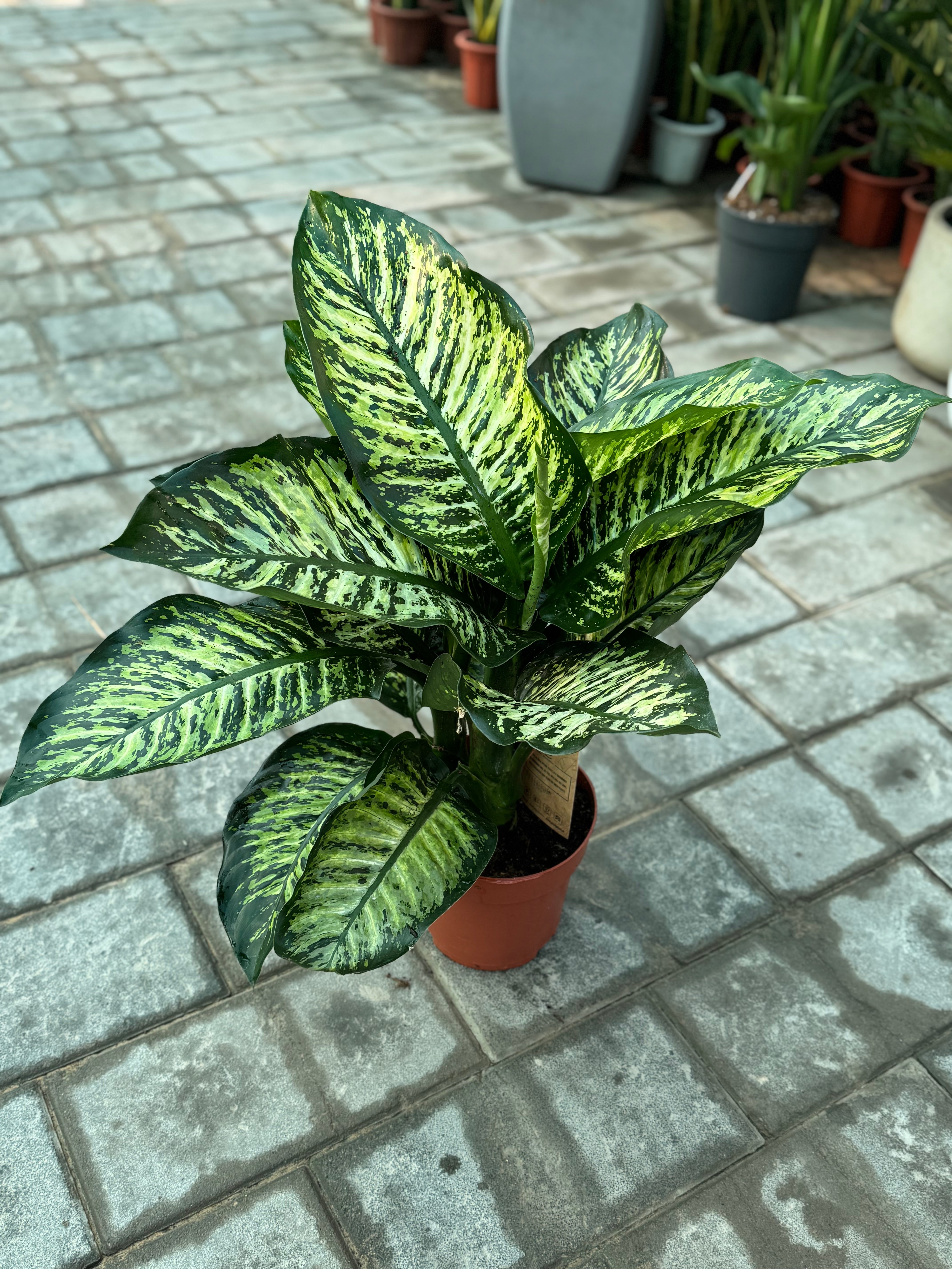 Dieffenbachia Seguine