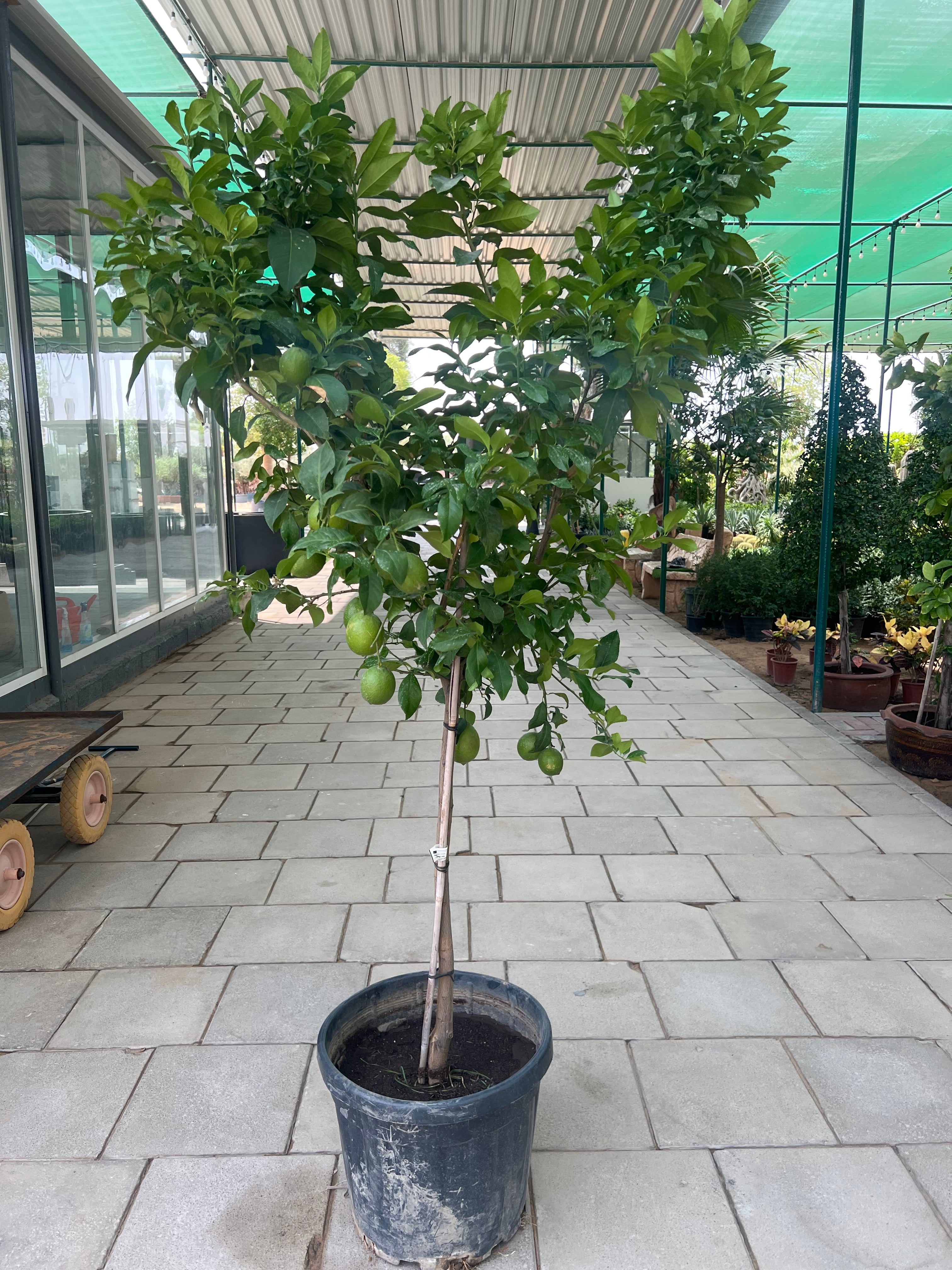 Citrus Lime Tree 200cm