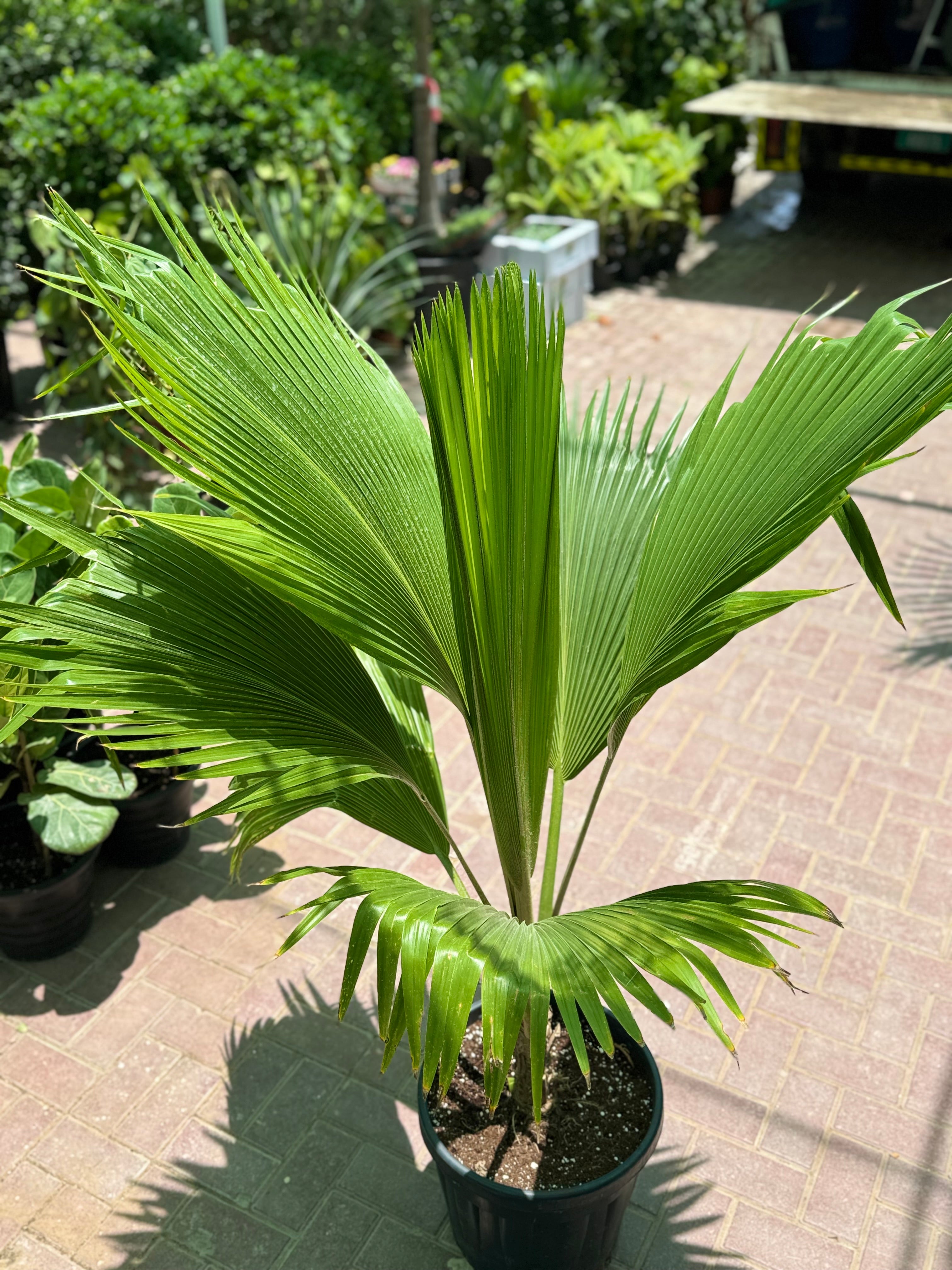 Pritchardia Fiji Fan Palm