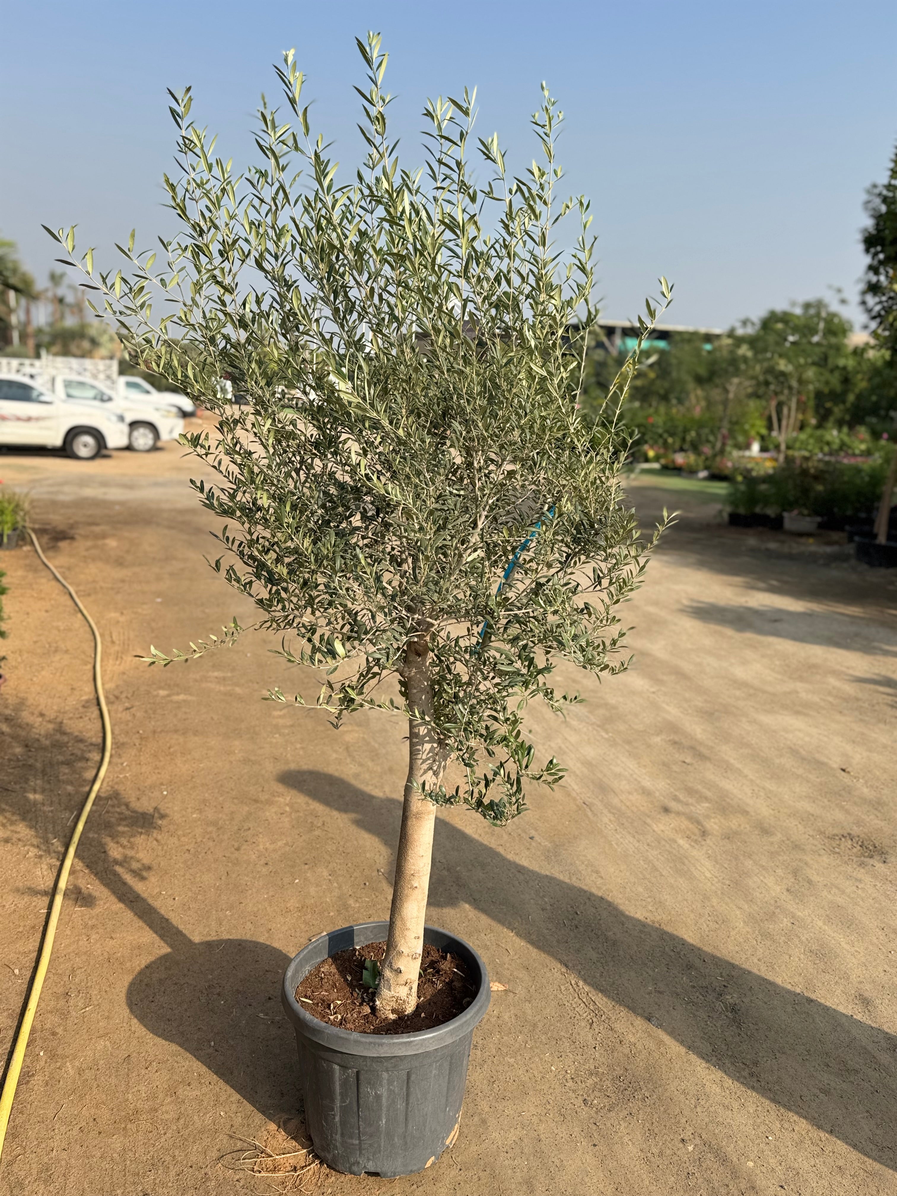Olive Tree – Elegant Mediterranean Classic 190 cm