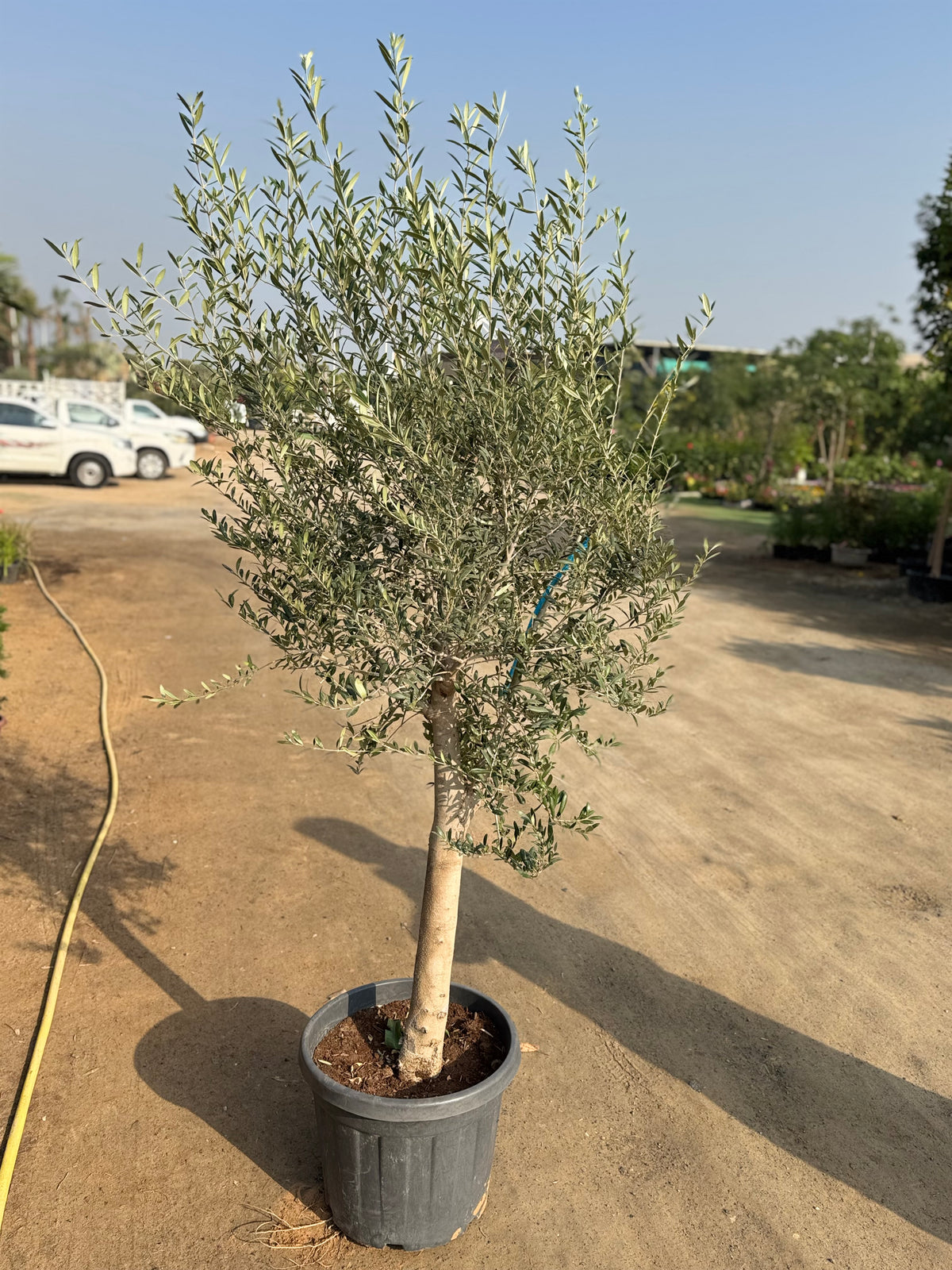 Olive Tree – Elegant Mediterranean Classic 190 cm