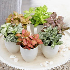 Fittonia (Nerve Plant)