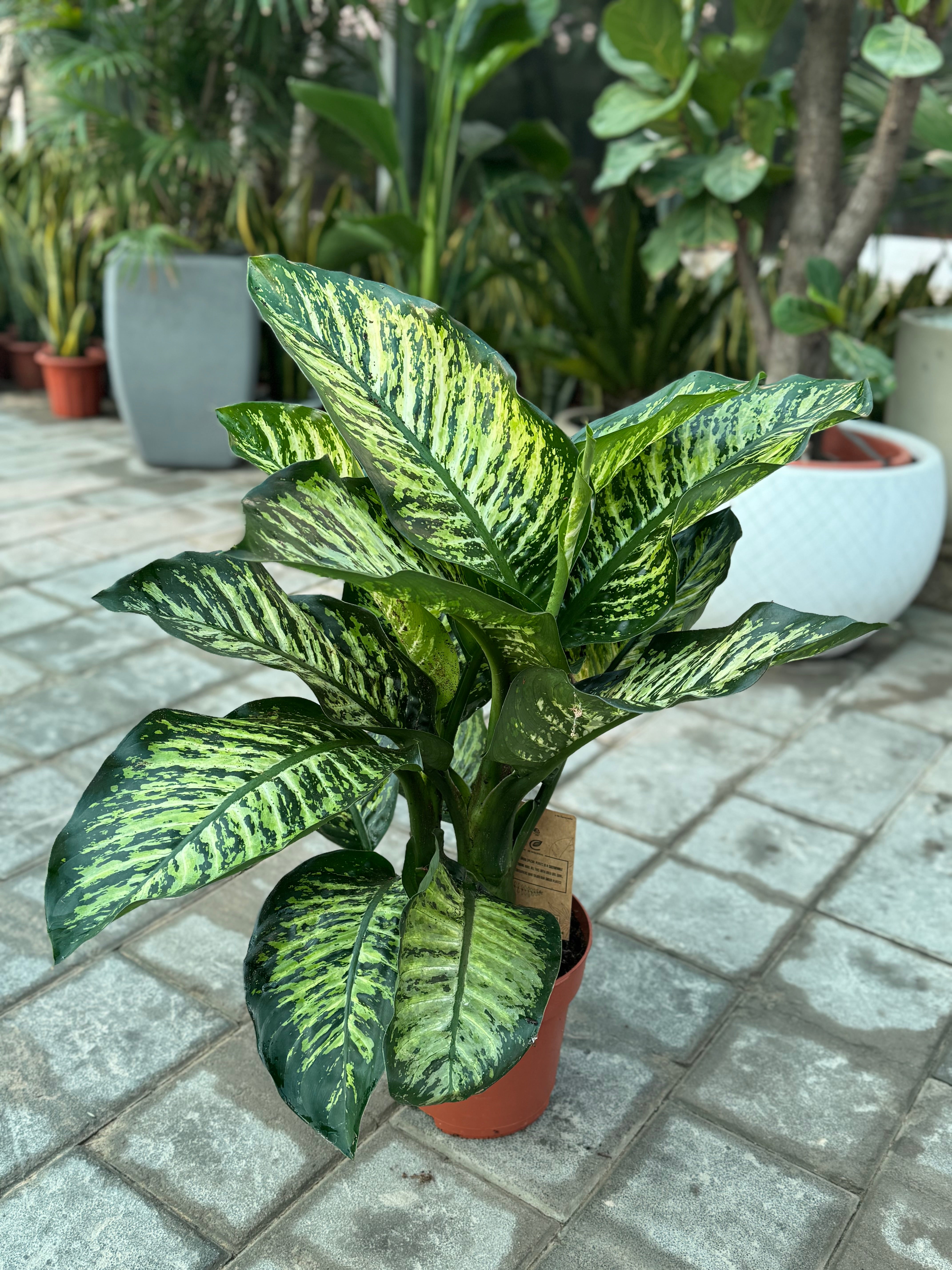 Dieffenbachia Seguine