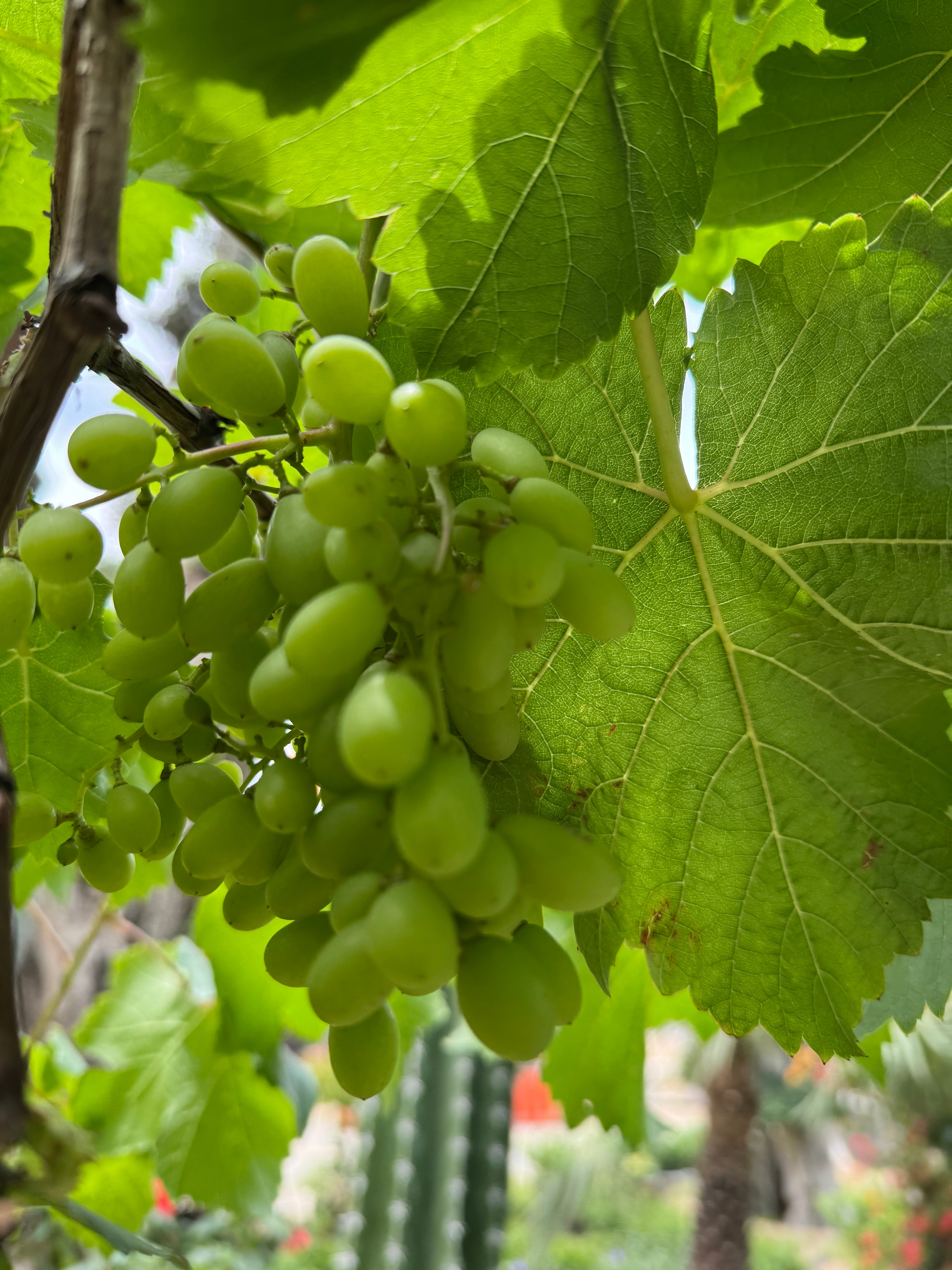 Grape Vine Plant (Vitis) – With Nursery Pot