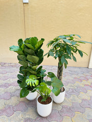 🌿 Premium Green Trio Bundle – With White Ceramic Pots 90 to 110 cm