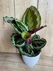 Calathea Medallion