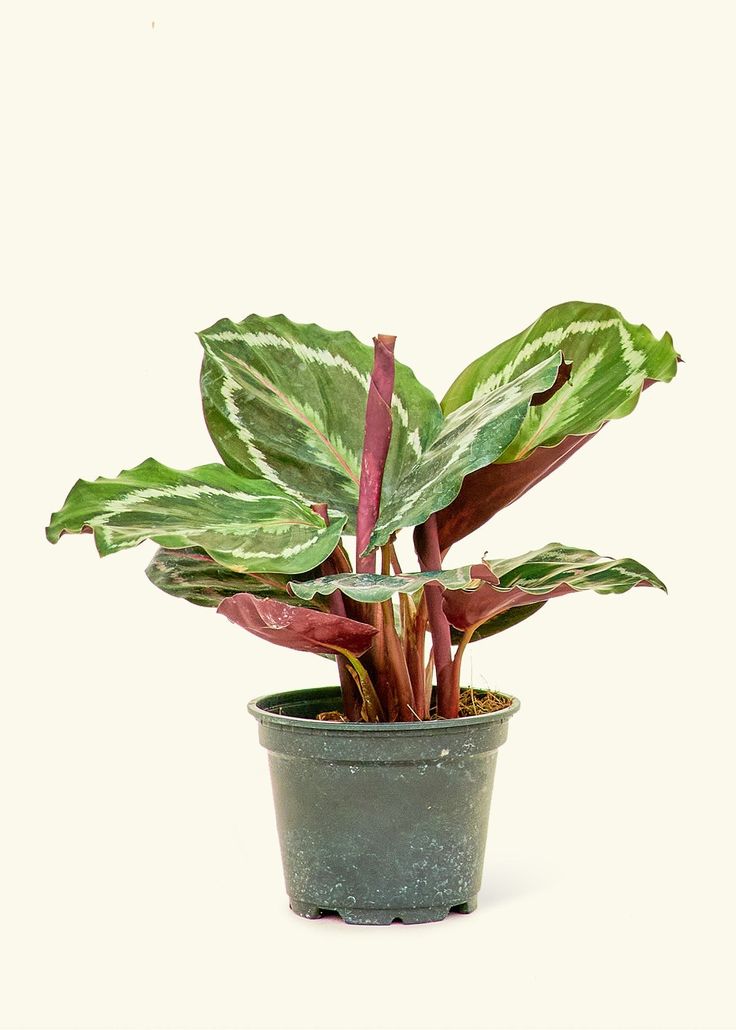 Calathea Medallion