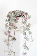 Ceropegia Woodii ' String of Hearts'