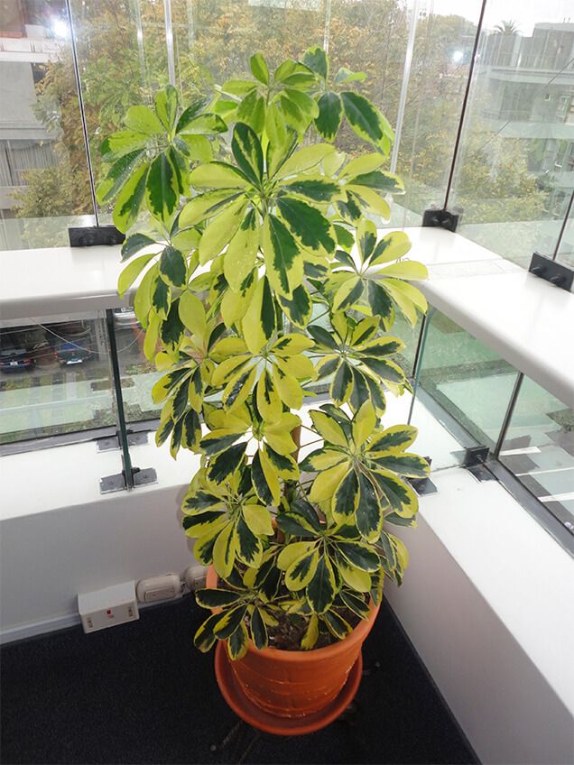 Schefflera arboricola ‘Variegata’
